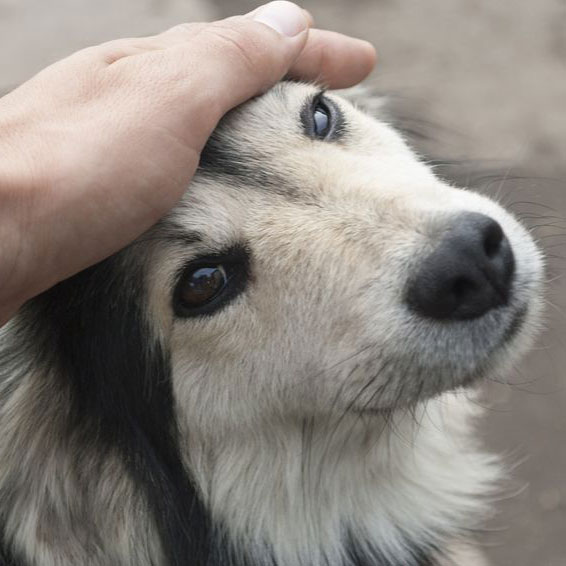 Pet Courier Pet Courier